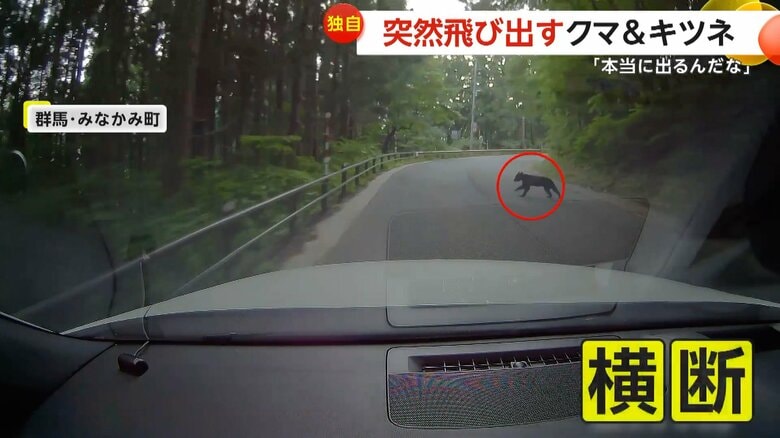 車の走行中に突然クマが飛び出し道路を横切る一部始終①