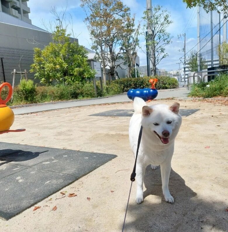 提供： kinako_kinakoさん