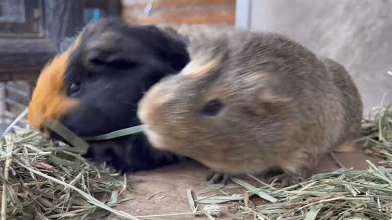 きのこちゃん（左）ともくちゃんの戦い