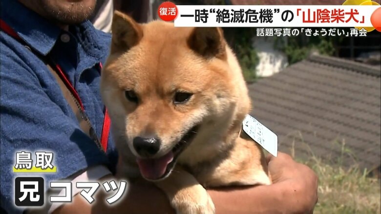 鳥取県で暮らしているお兄ちゃんの「コマツ」