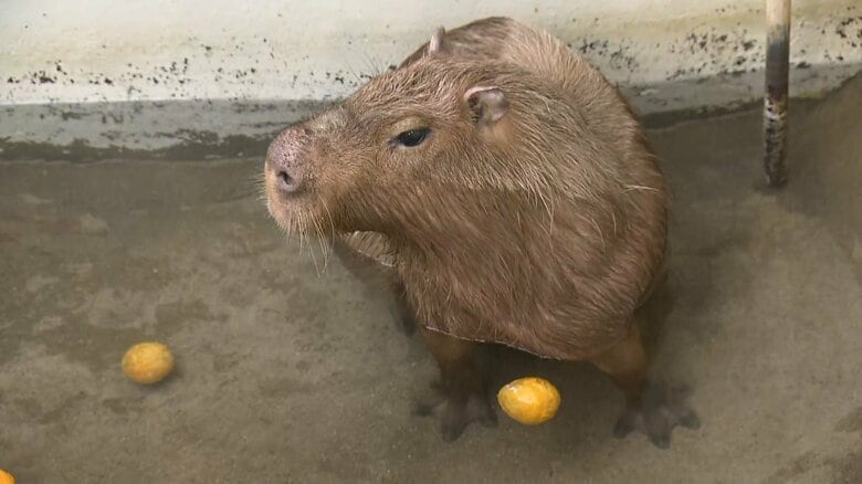 まったりと温泉につかる「まるくん」。最後はばっちりカメラ目線