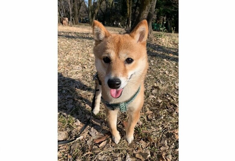 提供：kurararara4466さん