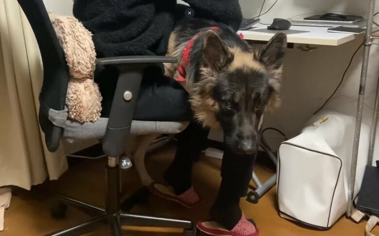 提供：Tobi and Bobiシェパード兄弟犬さん