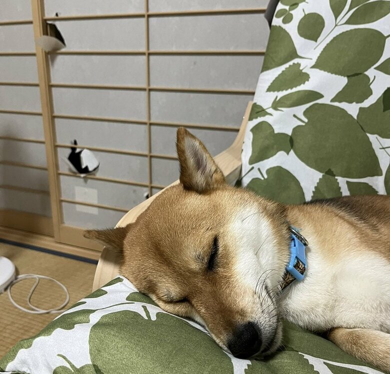 ぐっすり寝るまるくんの後ろの障子にはいくつもの穴が…