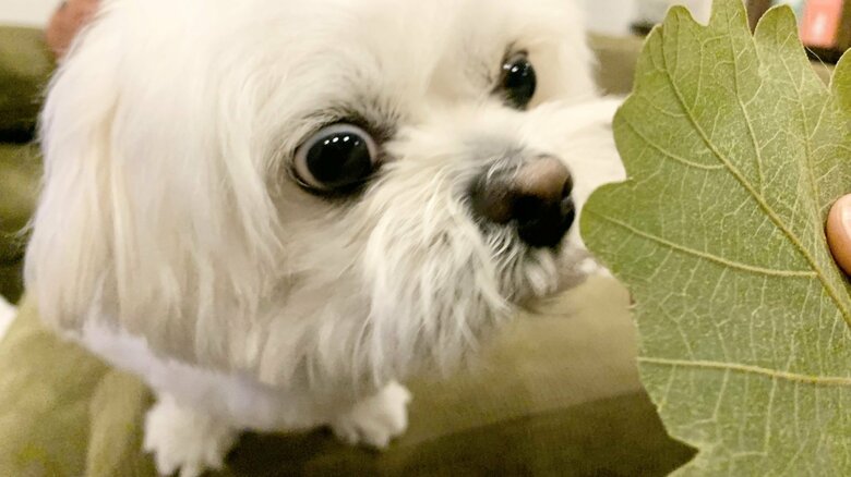 柏餅の葉にこの表情である