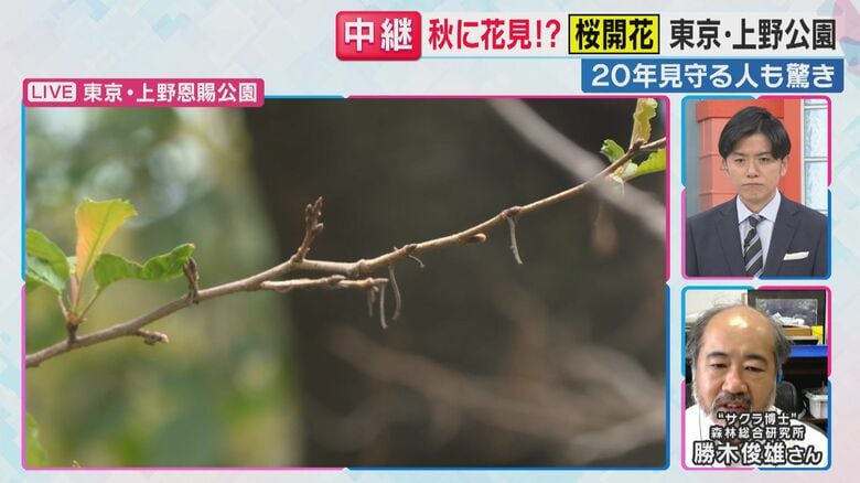 葉柄だけが残されている（関西テレビ「旬感LIVE とれたてっ！」より）