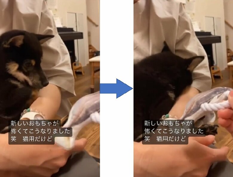 顔を上げるも、おもちゃを見ると怖がって…