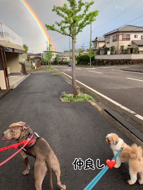 右は一緒に暮らしている「ぷうた」くん