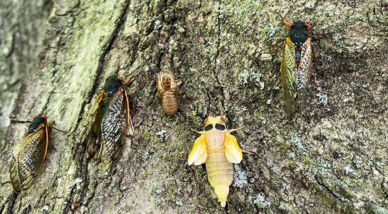 木の幹を登る幼虫、羽化直後、成虫を同時に観察　