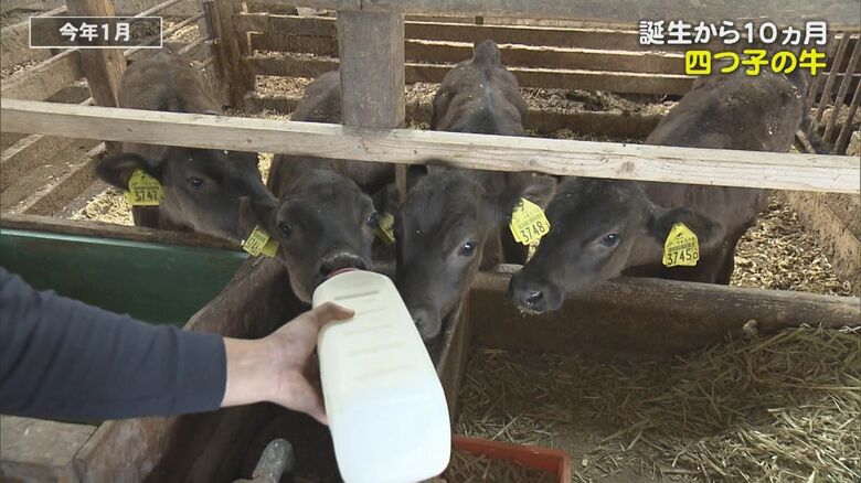 四つ子の子牛