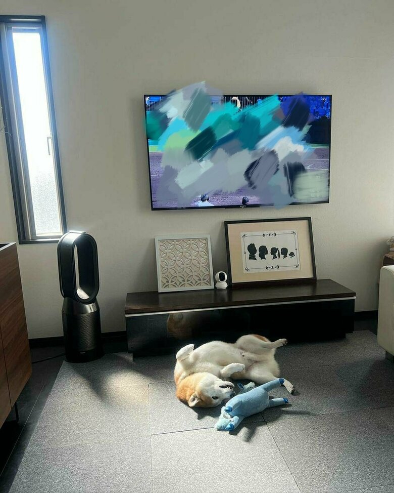 提供：柴犬 sasuke_紗助さん