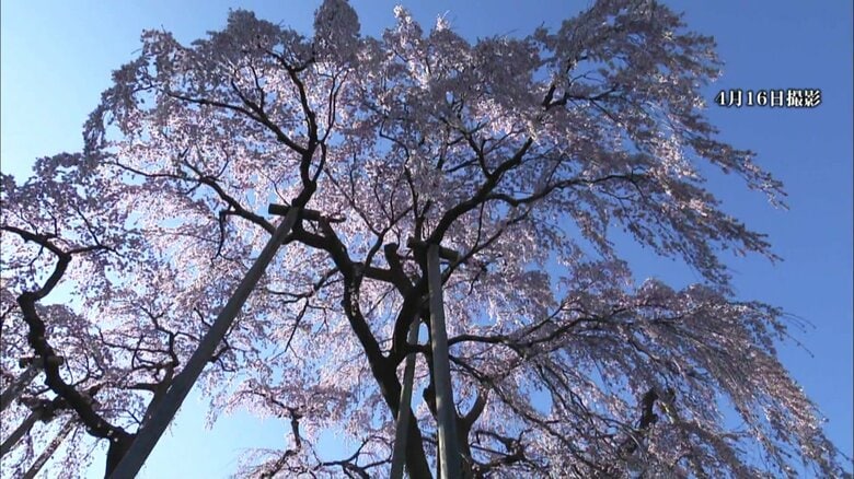 ベニシダレザクラ