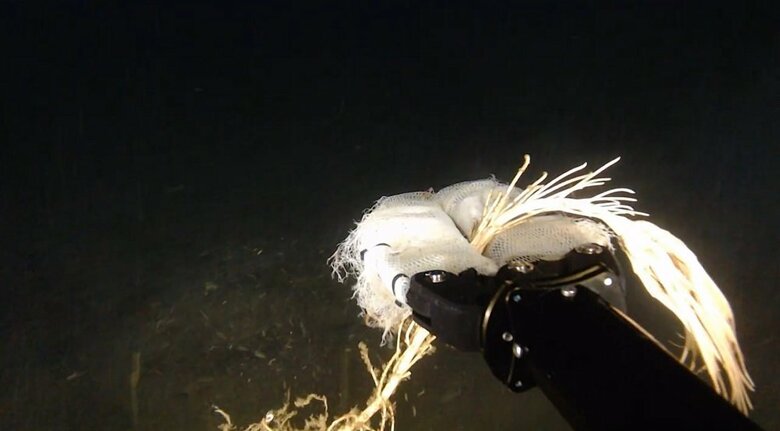 水中ドローンのアームでトリノアシを挟んで採集する（提供：サンシャイン水族館）