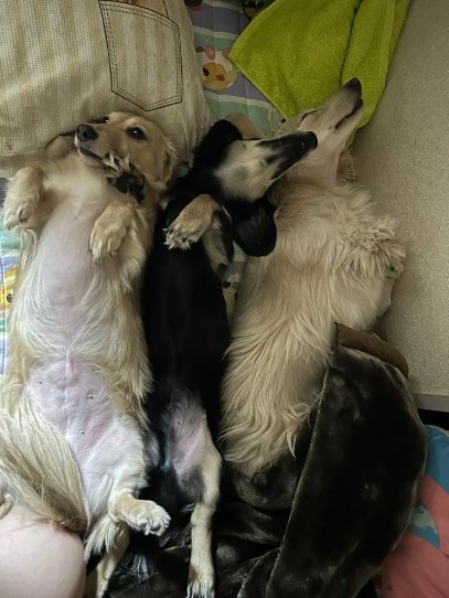 ぎゅうぎゅう詰めの3匹