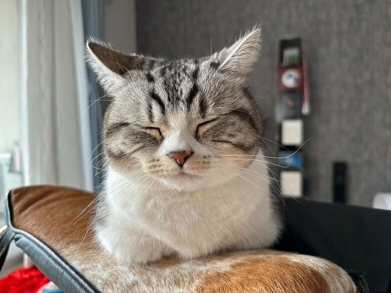 香箱座りするタロウくん