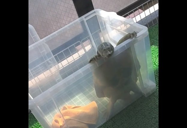 衣装ケースに入れられて“強制日光浴”中のさんちゃん