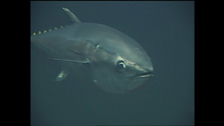 30年以上前にも訪問されていた　1993年10月