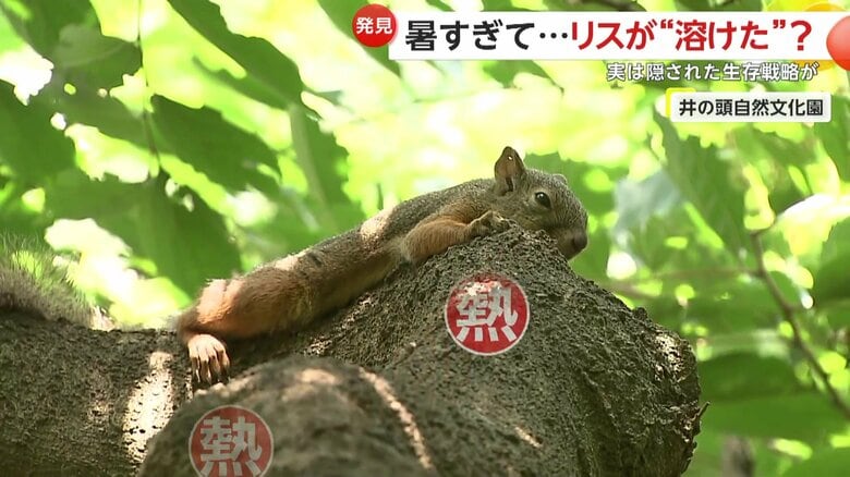 寝そべって放熱しているリス