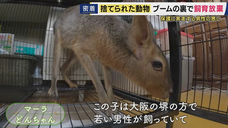 「もう飼えない」と持ち込まれたマーラの“どんちゃん”