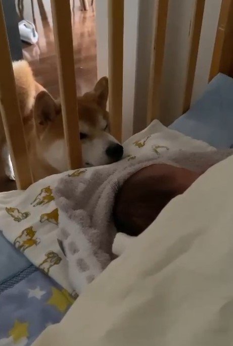 提供：torakichi602さん