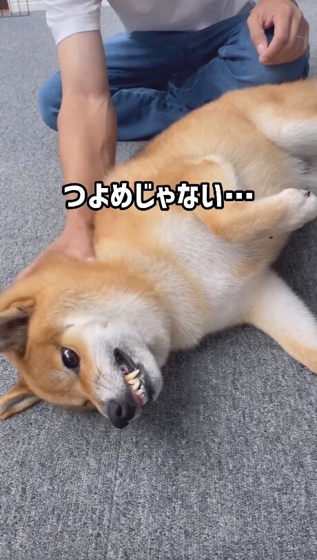 提供：柴犬ぽてとさん