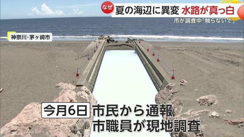 市民から通報が入りすぐに現地調査を開始した茅ヶ崎市の市役所職員