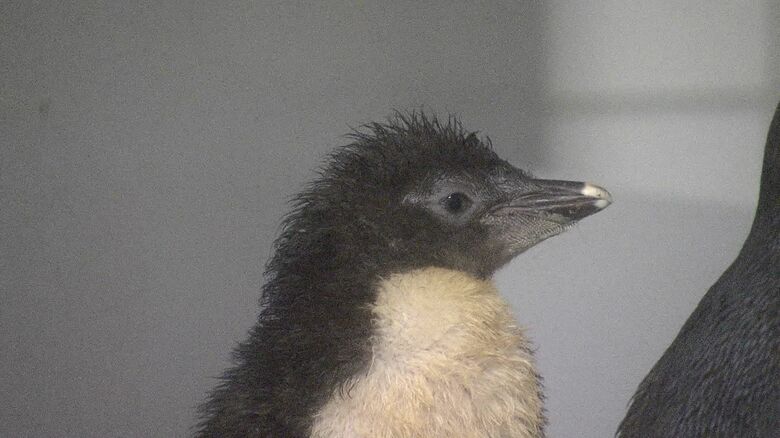 キタイワトビペンギンの赤ちゃん