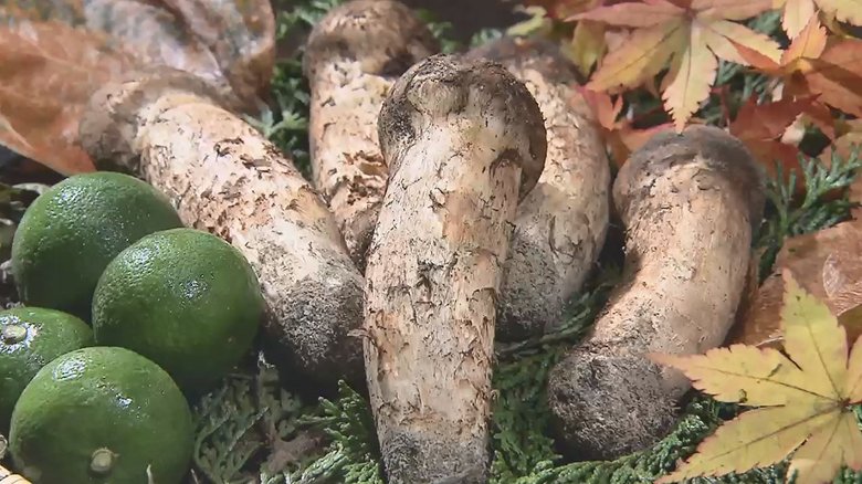 秋の味覚の王様マツタケも絶滅危惧種入り…食卓から消えてしまうの?日本の食文化はどうなる