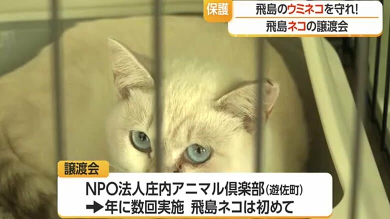 飛島で捕獲されたネコが譲渡会に参加するのは初めて