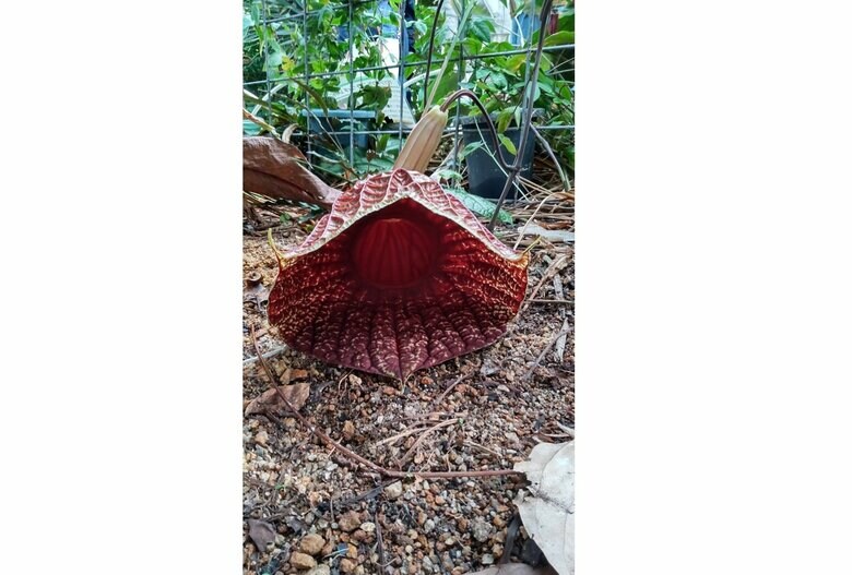 開花した「アリストロキア ゴルデアナ」（提供：京都府立植物園）