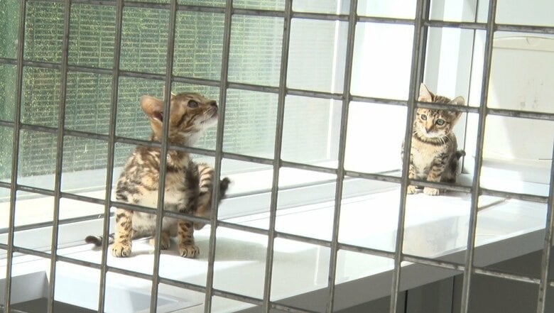 保護施設で生まれた子猫もいる