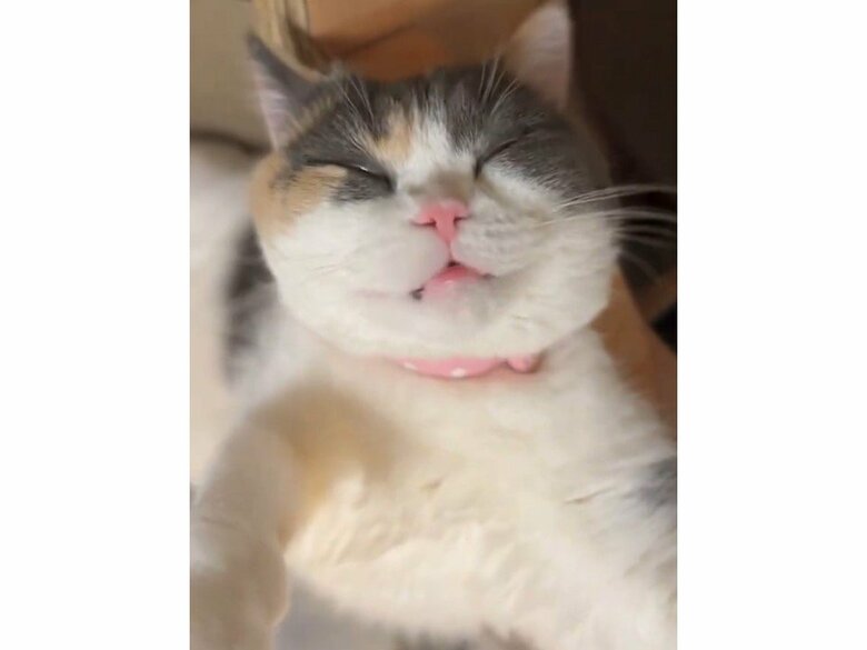 そしてこの顔である