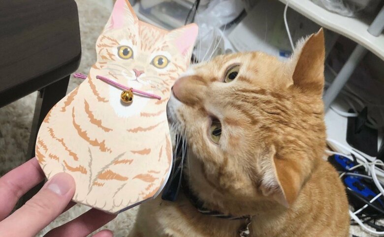 提供：あずきなこさん