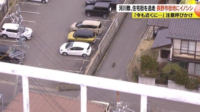 イノシシ