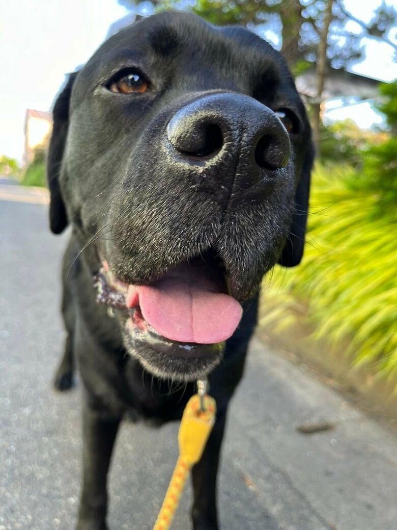 楽しそうにお散歩