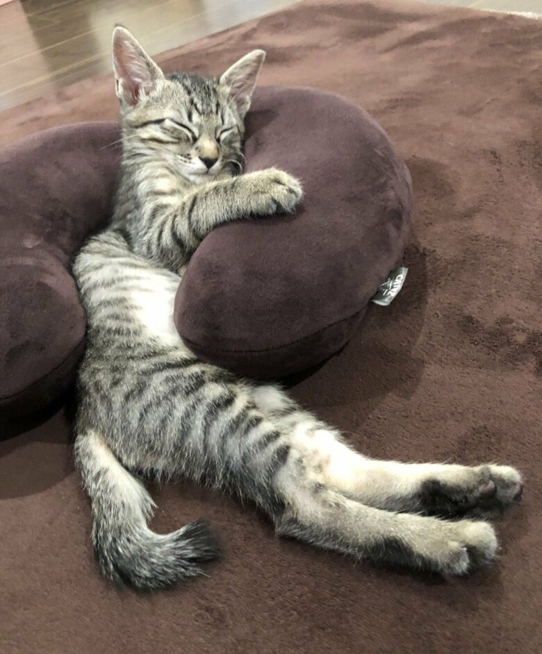ピローを使いこなすねこくん