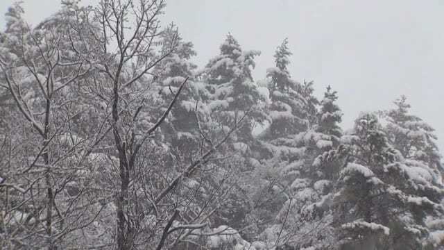 ふもとでも今季初の『積雪』　長野県・白馬村　住民「湿っていて重い」　冬型の気圧配置で県西側に雪