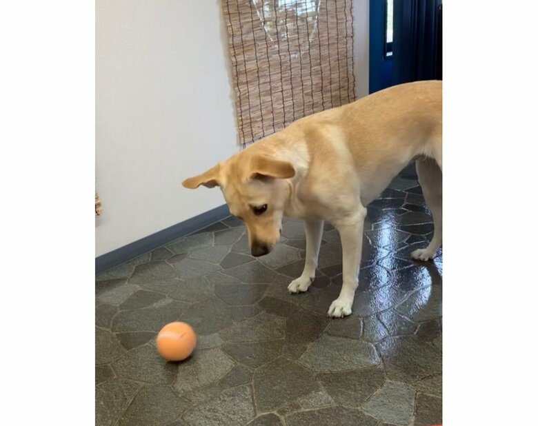 （提供：ラブラドール ルナさん）