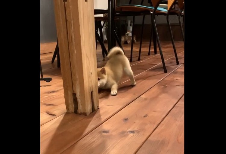 柱の陰からワンッ