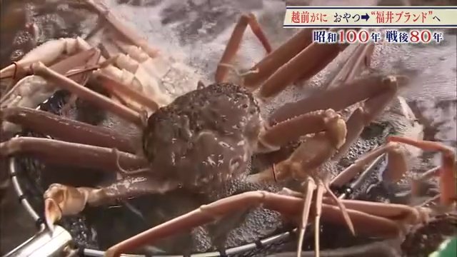 水揚げされた越前がに
