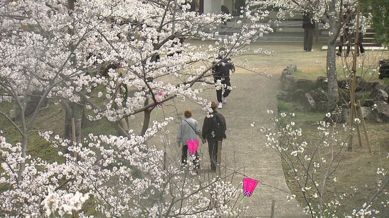 長崎・立山公園で花見客に聞いた
