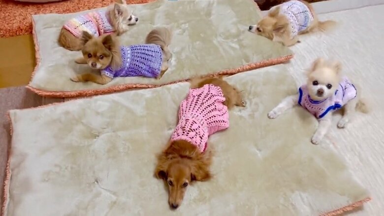 まったりする5匹