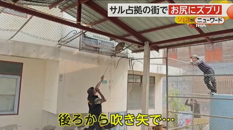 針がお尻にズブリと刺ささり、吹き矢で捕獲されたサル