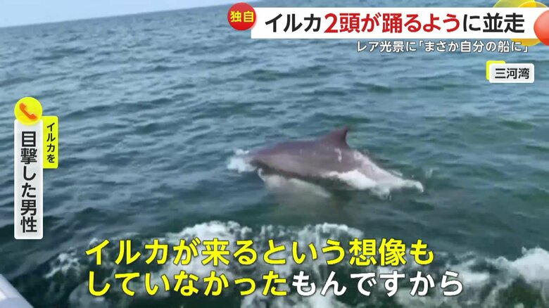 イルカが飛び跳ねる様子（FNN投稿サイト「ビデオPost」）