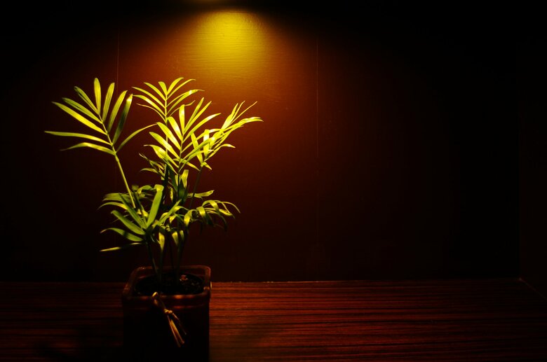 植物は常に光を探し求めている（画像はイメージ）