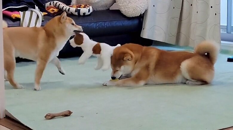 また、こむぎくんに直撃！