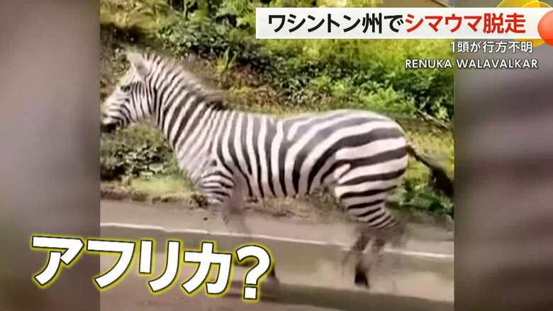 撮影者が思わず「アフリカに行かなくてもいいわ！」と叫んだ光景