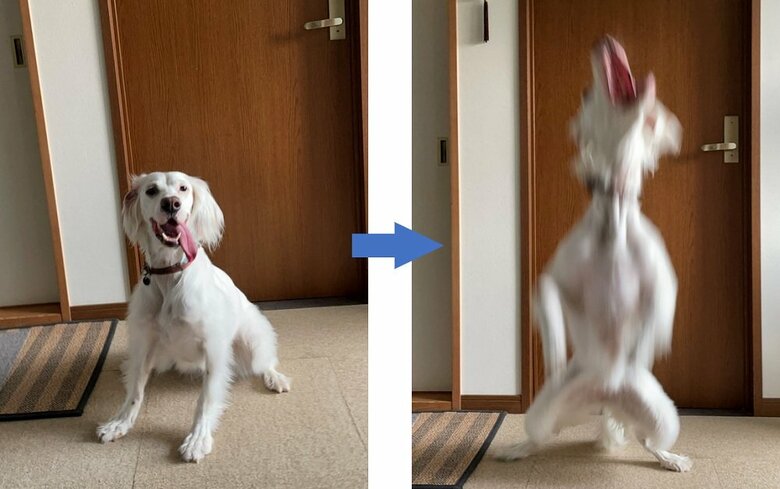 連続写真で捉えた1枚がUMA