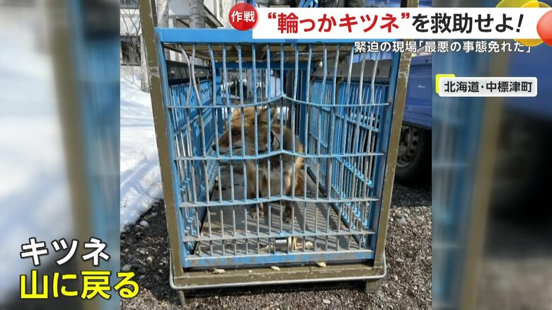 無事に山に戻っていったというキツネ