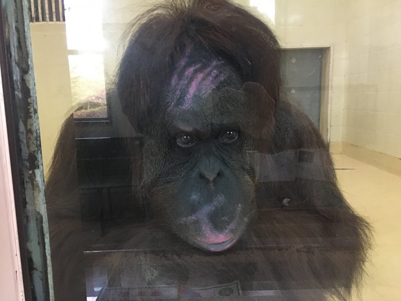 オランウータンが自ら『口紅』 ピンク色のクレヨンで... 休園中の動物園がSNS公開「沈みがちな雰囲気を明るく」